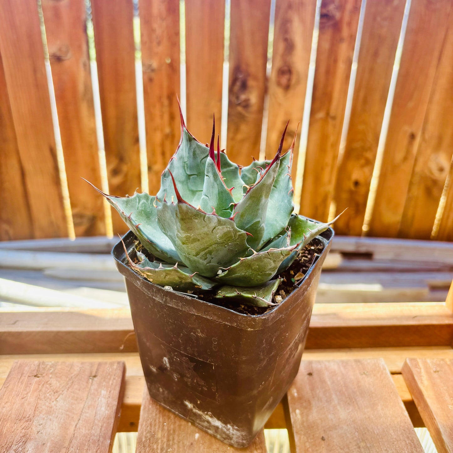 Agave parrasana 'High Desert' COLD HARDY ZONE 7