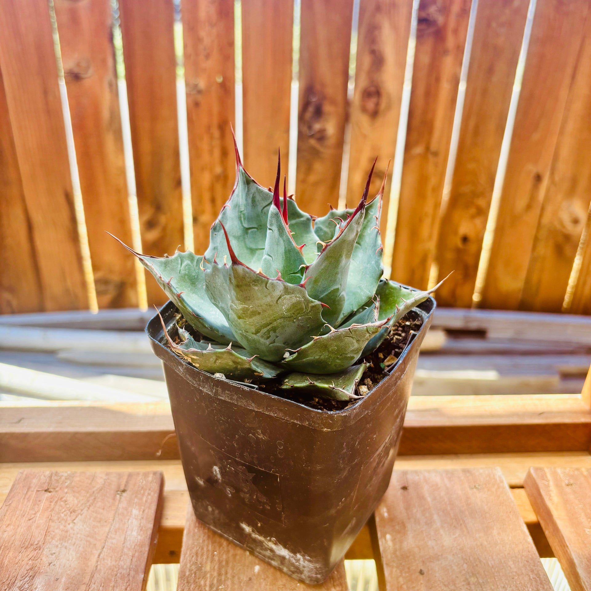 Agave parrasana cv 'Impressionist' VARIEGATED