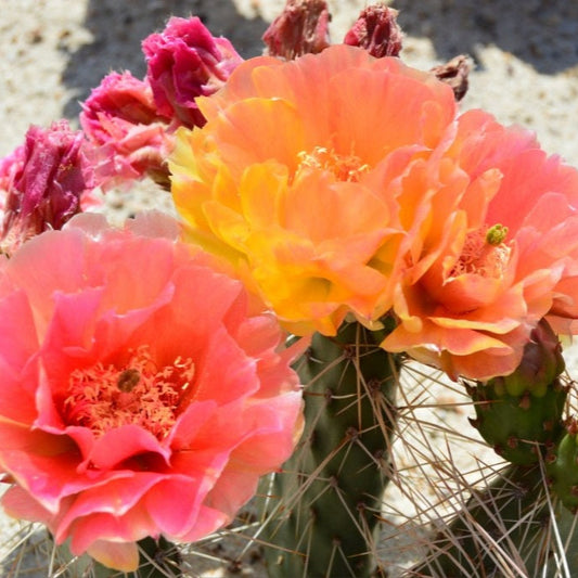 Prickly Pear Cactus 'Pink Lemonade' (O. polyacantha hyb) COLD HARDY