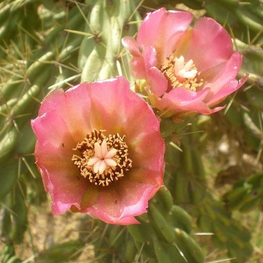 Cholla Cactus 'Pink Panther' (imbricata x) COLD HARDY