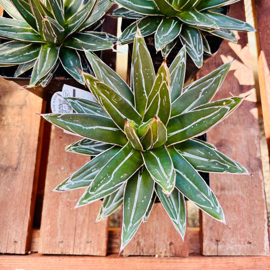 Agave victoriae-reginae 'Porcupine' Century Plant - COLD HARDY!