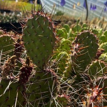 Prickly Pear Cactus 'Sedona Sunset' (O. polyacantha x) HARDY