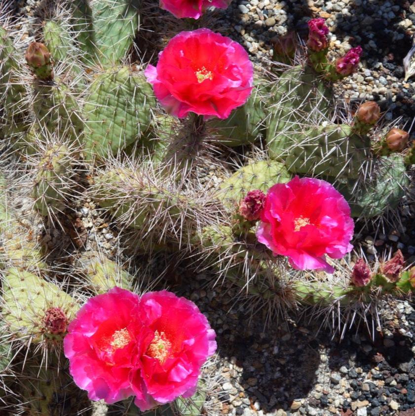 Prickly Pear Cactus 'Sedona Sunset' (O. polyacantha x) HARDY