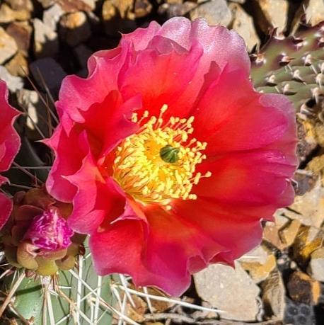 Prickly Pear Cactus 'Sedona Sunset' (O. polyacantha x) HARDY