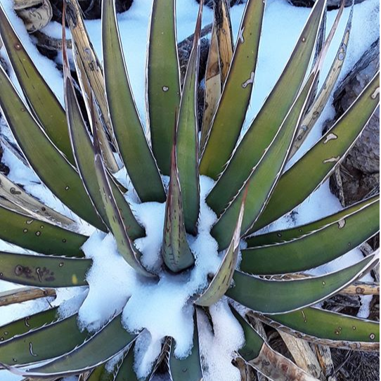 Agave lechuguilla 'Shin Dagger' - COLD HARDY - Seeds