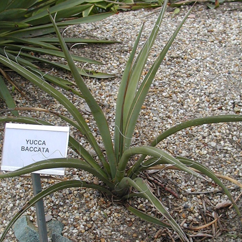 Yucca baccata 'OR' (Oregon Banana Yucca) COLD HARDY