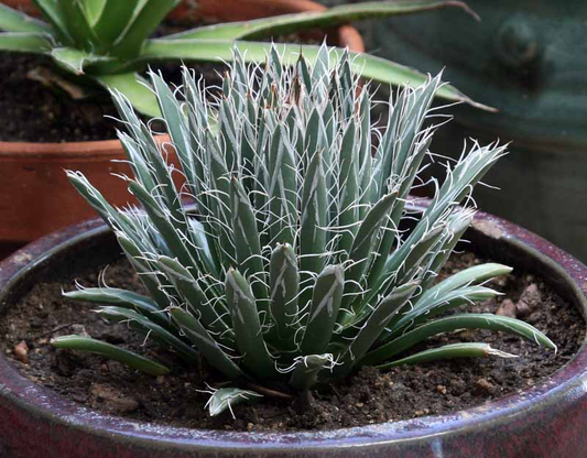 Agave parviflora 'Santa Cruz" COLD HARDY ZONE 7