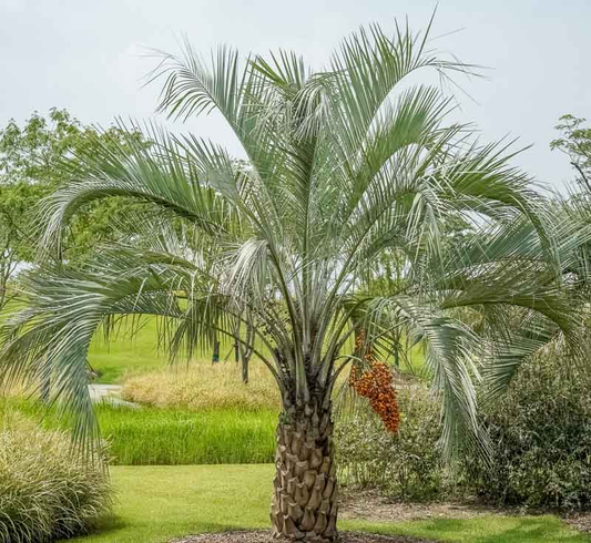 Butia capitata (odorata) Pindo Palm - COLD HARDY SEEDS!