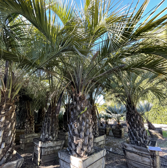 Butia capitata (odorata) 'Blue' Pindo Palm - COLD HARDY