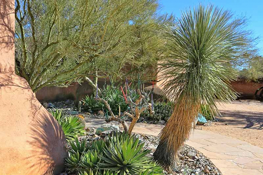 Yucca elata 'Soaptree' COLD HARDY Seeds!