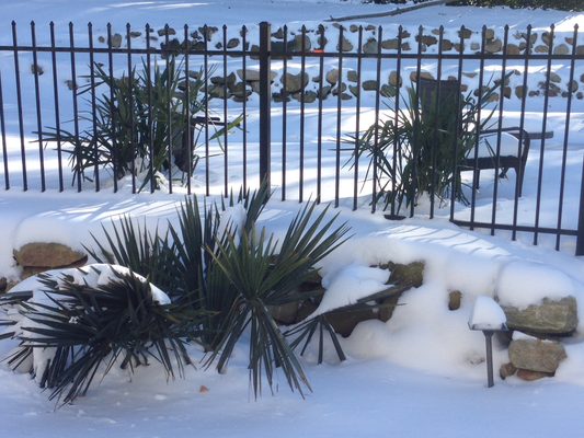 Sabal minor 'High Desert' Palm - COLD HARDY