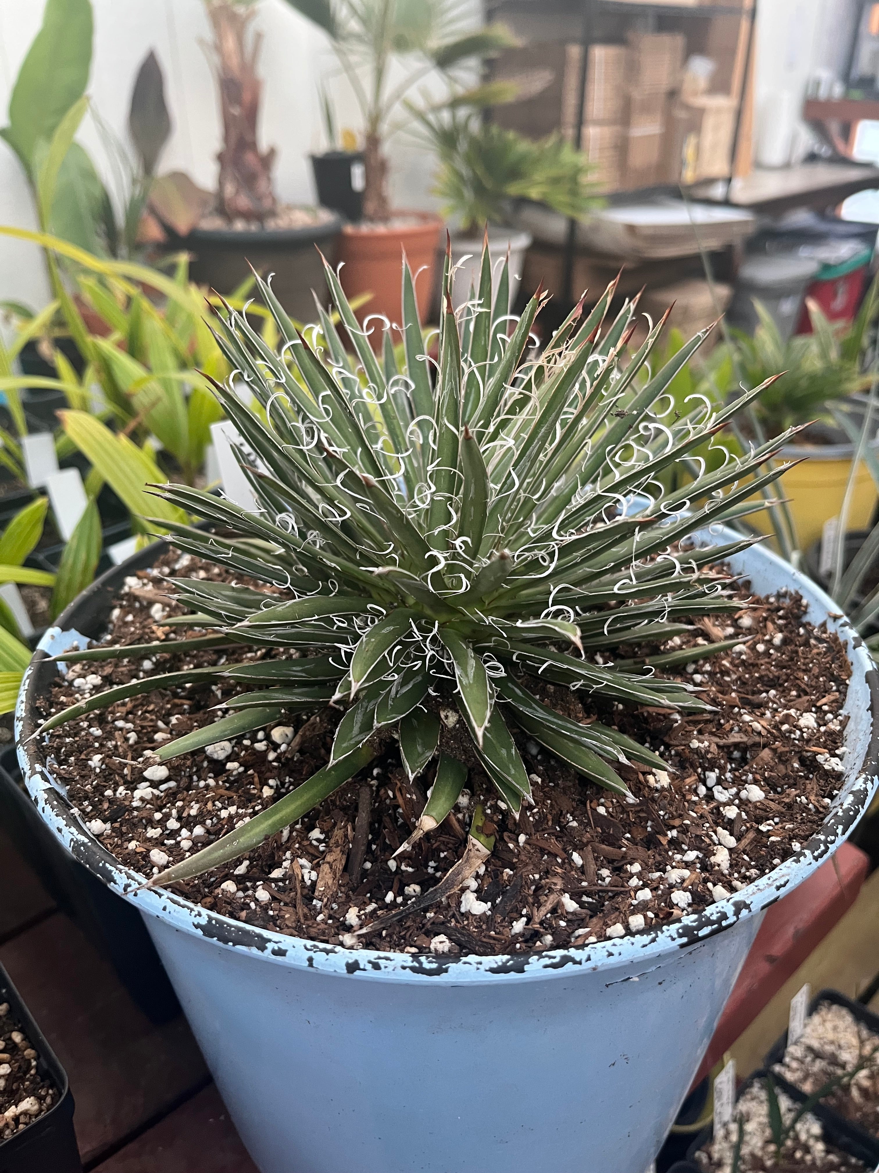 Agave parviflora Santa Cruz