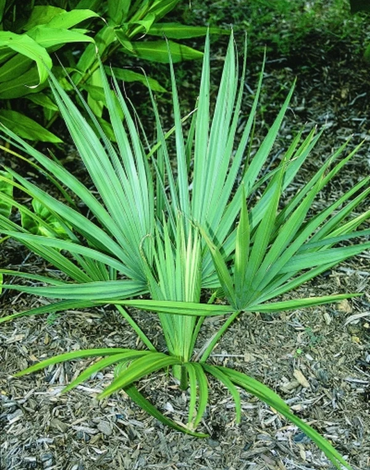 Sabal minor ‘McCurtain' COLD HARDY Seeds