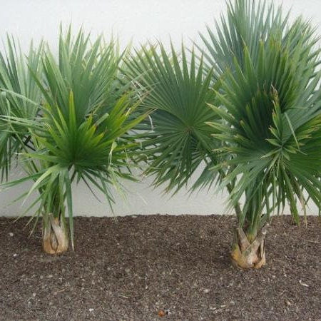 Sabal Palm ‘Oregon Hybrid’ Palm Tree - COLD HARDY