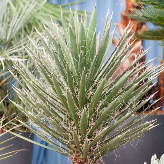 Yucca filifera 'Mexican Tree Yucca' Oregon COLD HARDY Seeds