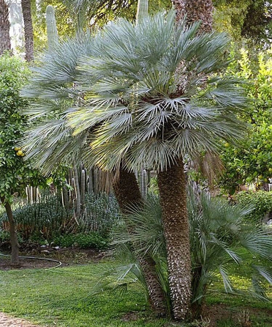 Chamaerops humilis 'Cerifera' Oregon COLD HARDY Seeds