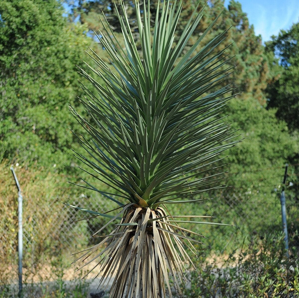 Yucca brevifolia 'Oregon' (Joshua Tree) COLD HARDY