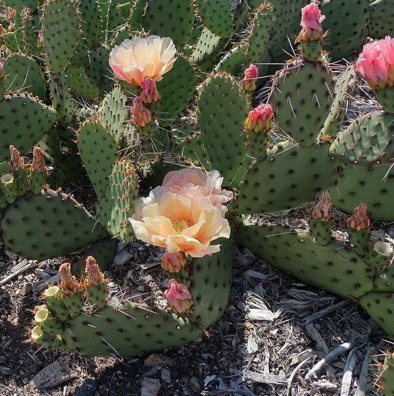 Prickly Pear Cactus 'Pina Colada' (Opuntia charlestonesis) HARDY