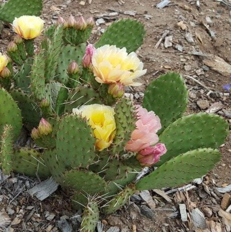 Prickly Pear Cactus 'Pina Colada' (Opuntia charlestonesis) HARDY