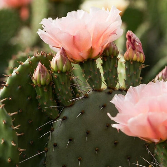 Prickly Pear Cactus 'Pina Colada' (Opuntia charlestonensis) HARDY