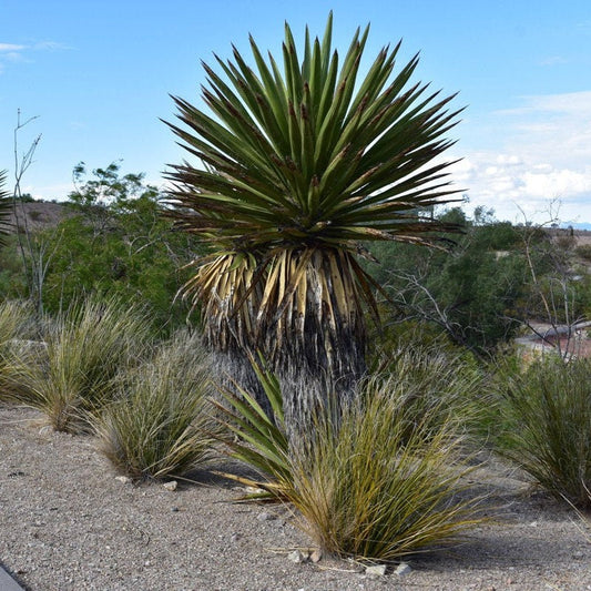 Yucca faxoniana (Giant Spanish Dagger) COLD HARDY