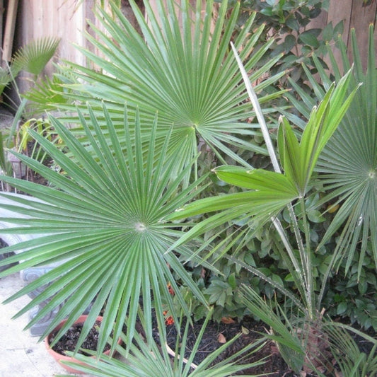 Trachycarpus fortunei 'Winsan' Palm COLD HARDY Seeds