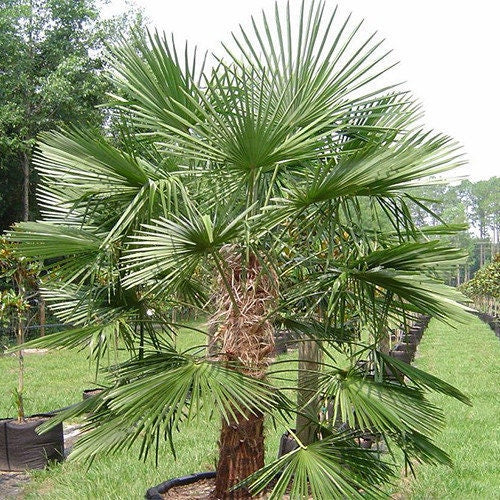 Trachycarpus fortunei 'Naini Tal' Palm COLD HARDY