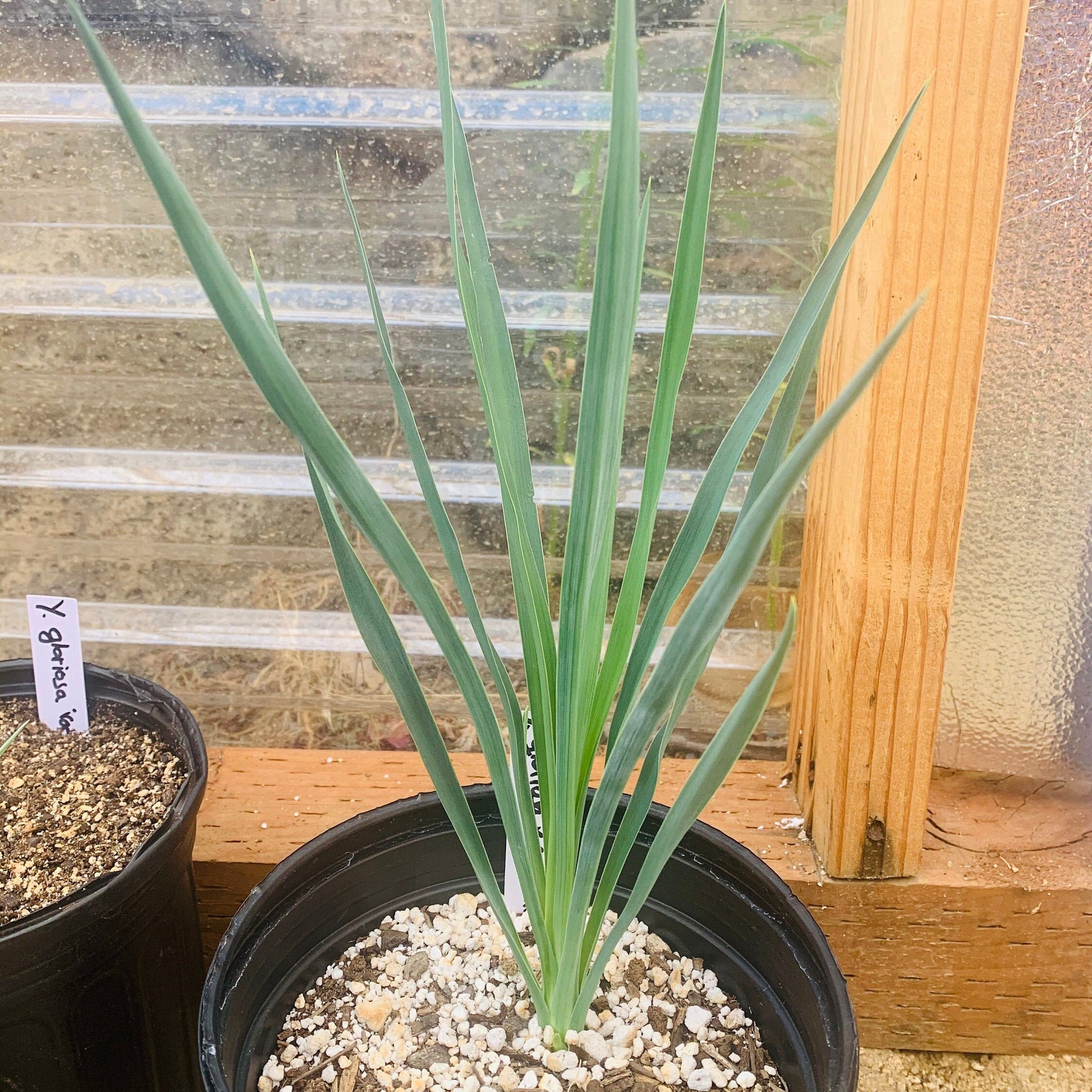 Yucca brevifolia 'Oregon' (Joshua Tree) COLD HARDY – Desertscape Nursery