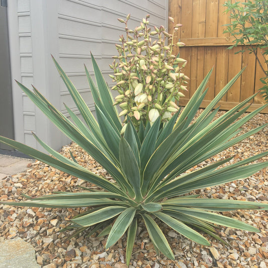 Yucca gloriosa 'Variegata' Spanish Dagger COLD HARDY
