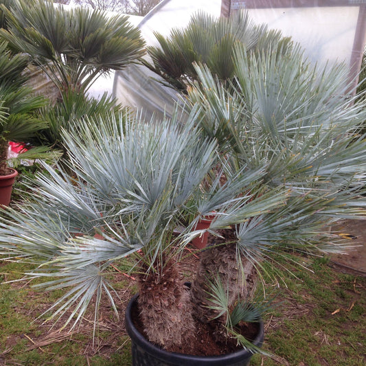 Chamaerops humilis 'Cerifera' COLD HARDY