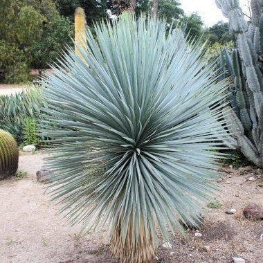 Yucca rostrata Oregon Blue 'Beaked Yucca' COLD HARDY Seeds