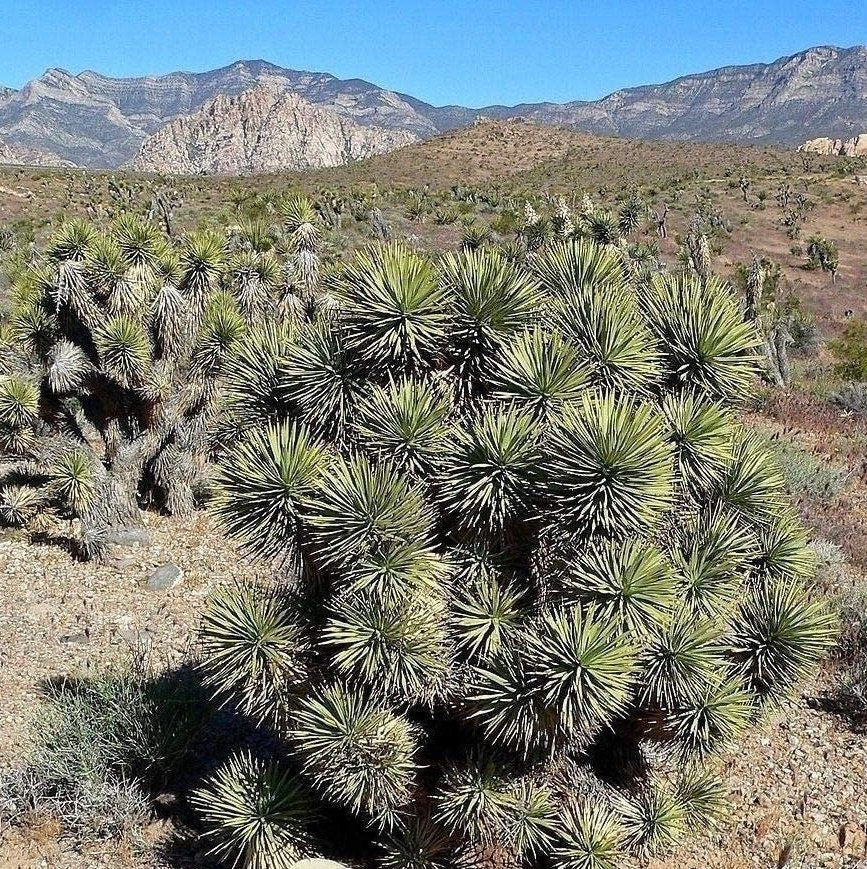 Yucca Brevifolia 'Jaegeriana' (Dwarf Joshua Tree) HARDY Seeds ...