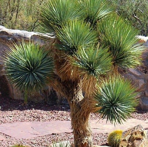 Yucca thompsoniana 'OR' (Thompson Yucca) COLD HARDY Seeds