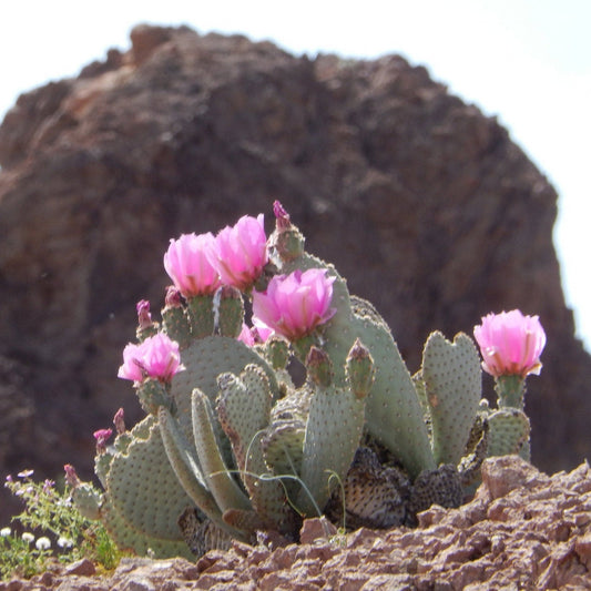 Beavertail Cactus 'Oregon Giant' (Opuntia basilaris) COLD HARDY