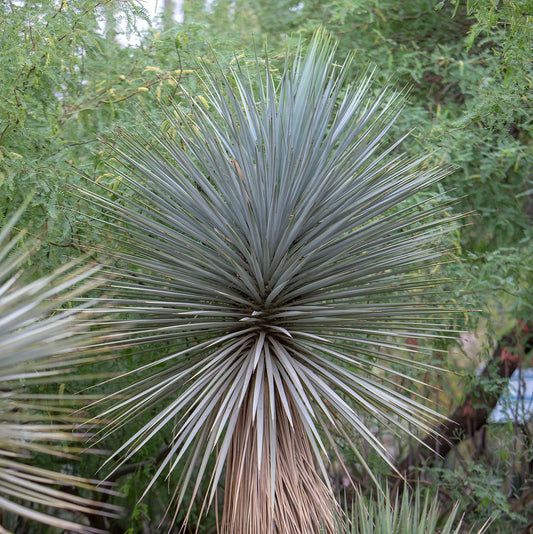 Yucca rigida 'Blue Yucca' Oregon COLD HARDY