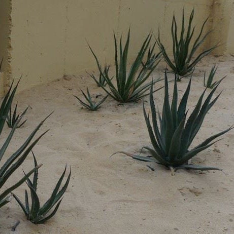 Agave lechuguilla 'Shin Dagger" COLD HARDY ZONE 6
