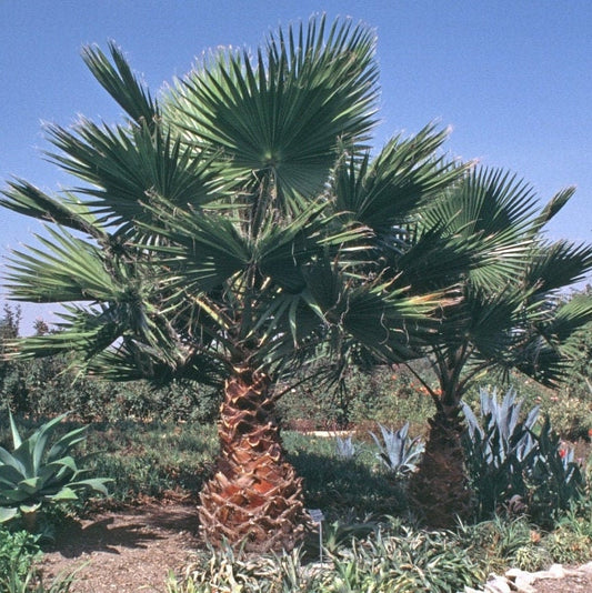 Washingtonia filifera 'Oregon High Desert' COLD HARDY