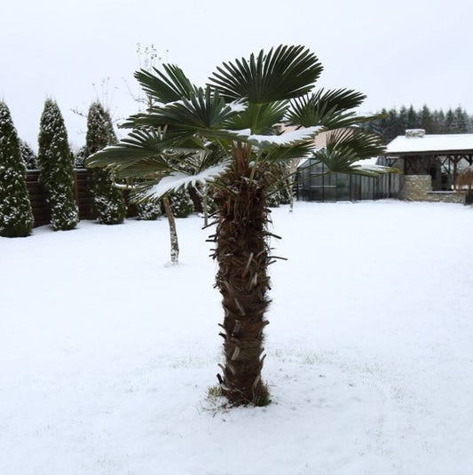Trachycarpus wagnerianus x ‘Bulgaria’ - COLD HARDY