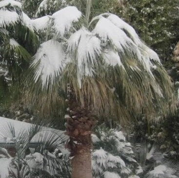 Washingtonia filifera ‘Oregon' Palm COLD HARDY Seeds
