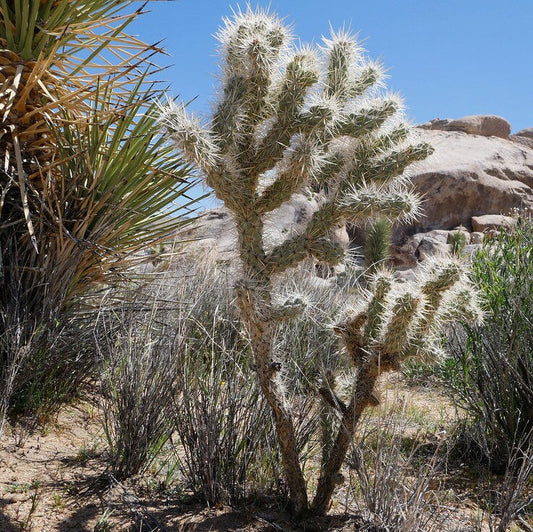 Cholla 'Oregon Haze' (Cylindropuntia echinocarpa) HARDY Seeds