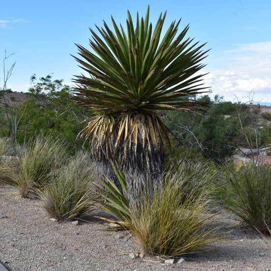 Yucca faxoniana (Giant Spanish Dagger) COLD HARDY Seeds