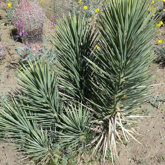 Yucca brevifolia 'Jaegeriana' (Dwarf Joshua Tree) HARDY Seeds