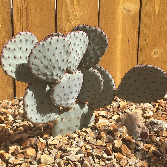Prickly Pear Cactus 'Sapphire' (Opuntia macrocentra) COLD HARDY
