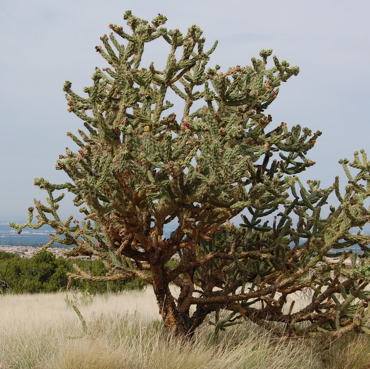 Calla Cactus Tree Cholla Cactus 'Oregon Giant' (imbricata x) COLD HARDY ...