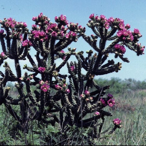 Tree Cholla Cactus 'Oregon Giant' (imbricata x) COLD HARDY