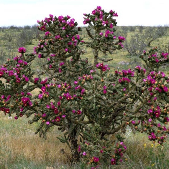 types of cholla cactus Tree Cholla Cactus 'Oregon Giant' (imbricata x) COLD HARDY