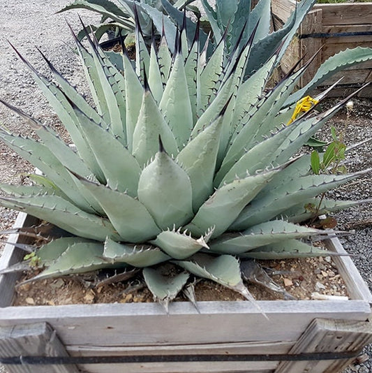 Agave neomexicana 'Oregon' Century Plant - COLD HARDY ZONE 5