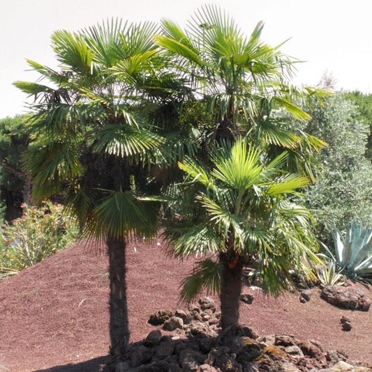 Trachycarpus fortunei 'Vancouver' Palm COLD HARDY Seeds