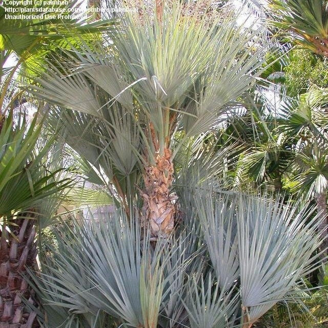 Nannorrhops ritchiana ‘Mazari Palm' Oregon COLD HARDY Seeds