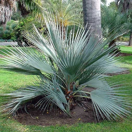 Nannorrhops ritchiana ‘Mazari Palm' Oregon COLD HARDY Seeds
